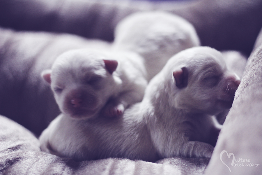 maltese puppies born sept 2015 male female