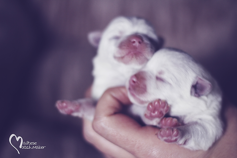 maltese puppies born september 2015