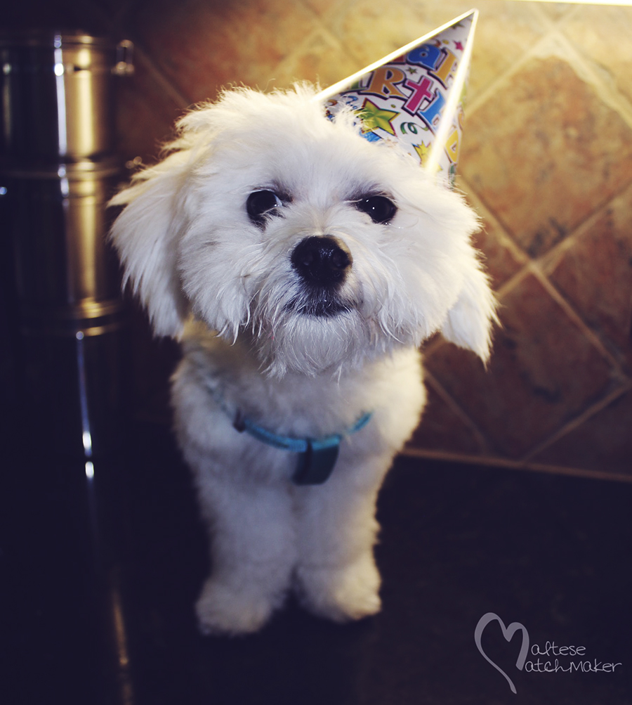 happy birthday maltese dog