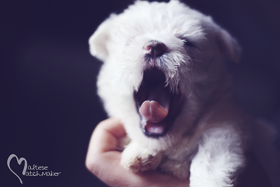 Dolly puppy yawning