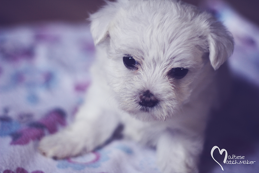 dolly maltese puppy on blankie