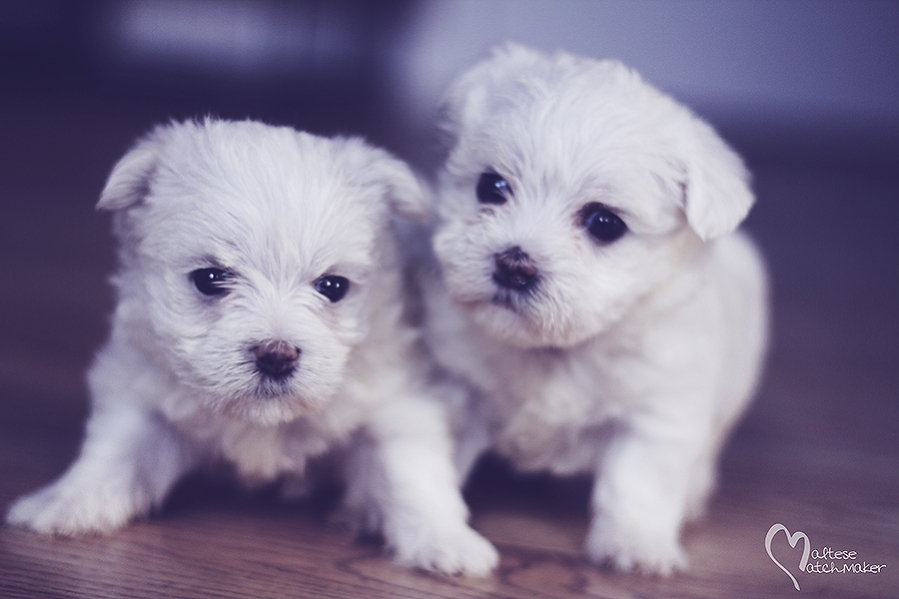 october 2015 dolly puppies 2