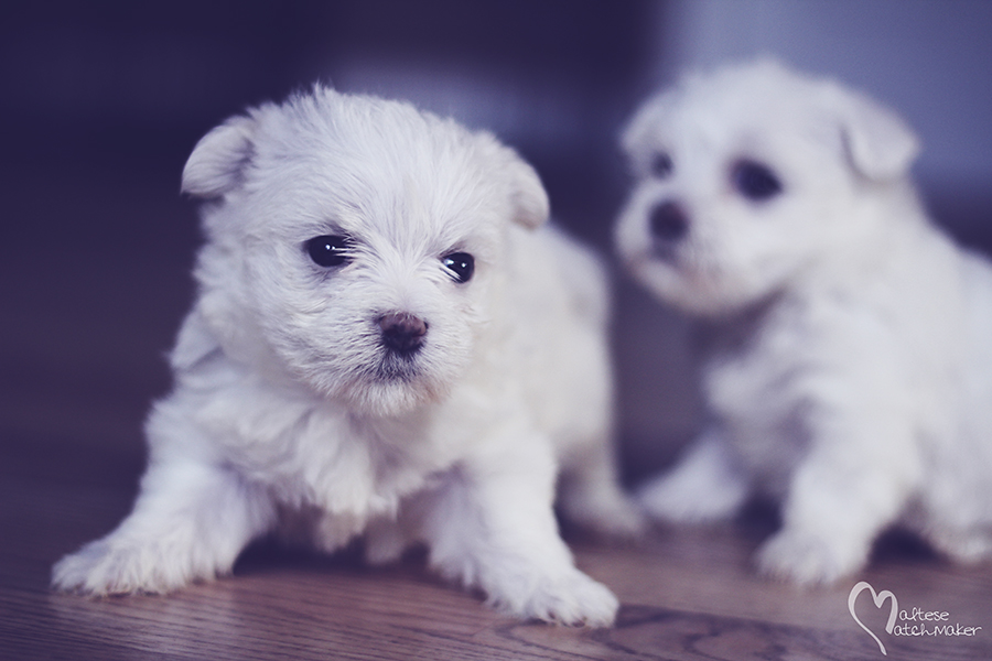 tiny maltese puppy male october litter