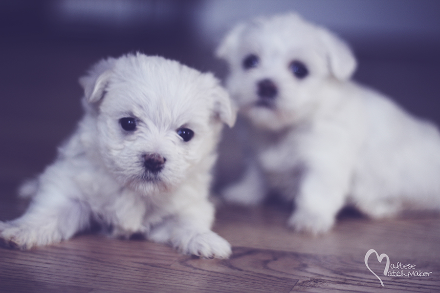 tiny maltese puppy malte october litter 2