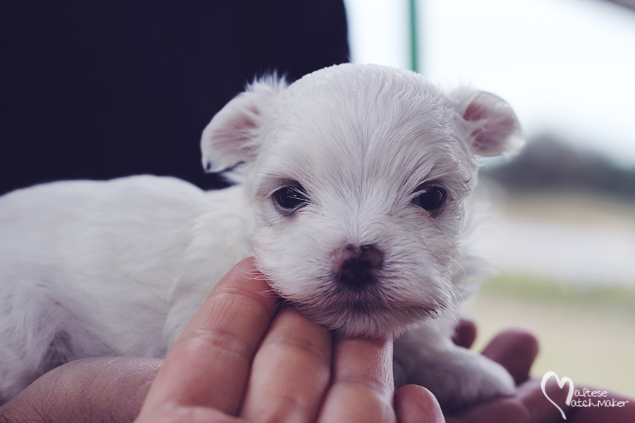 female maltese october headshot