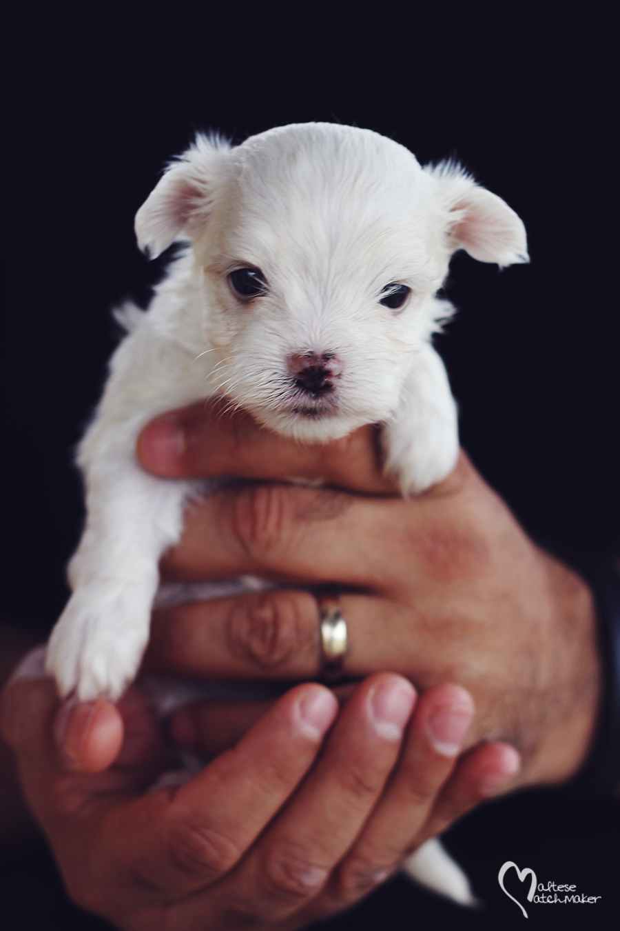 little girl october litter