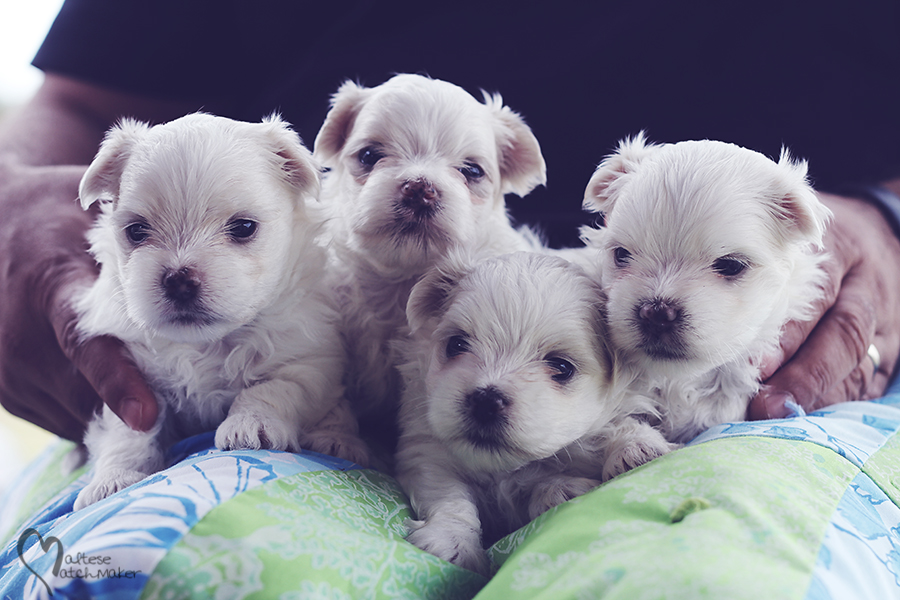 maltese male puppies october litter