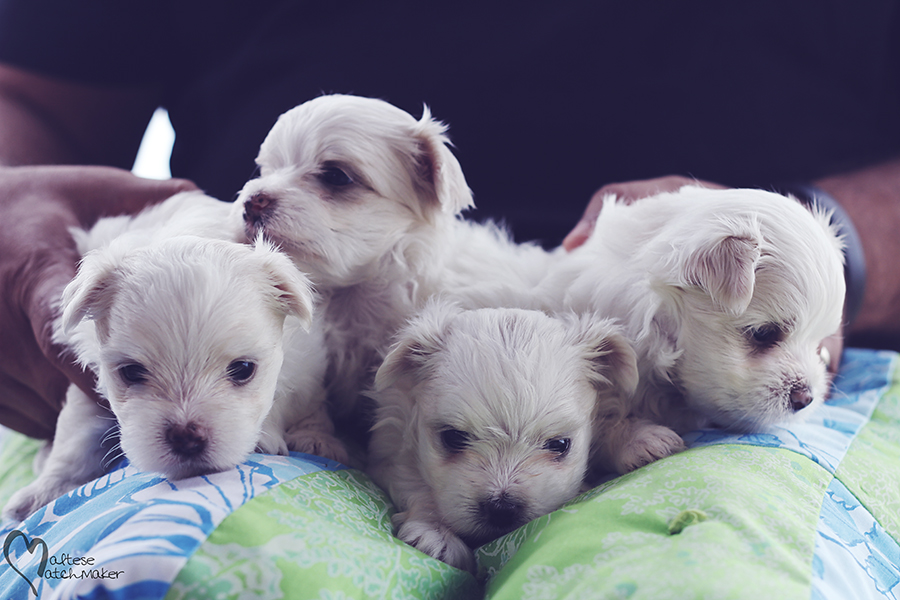 maltese male pups october litter 2