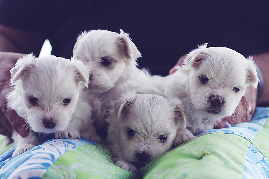 maltese male pups october litter