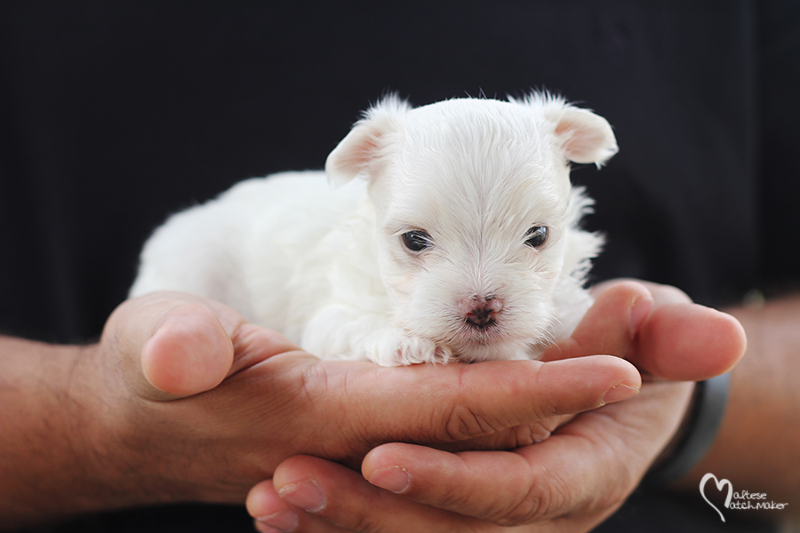 tiny female in hand october litter