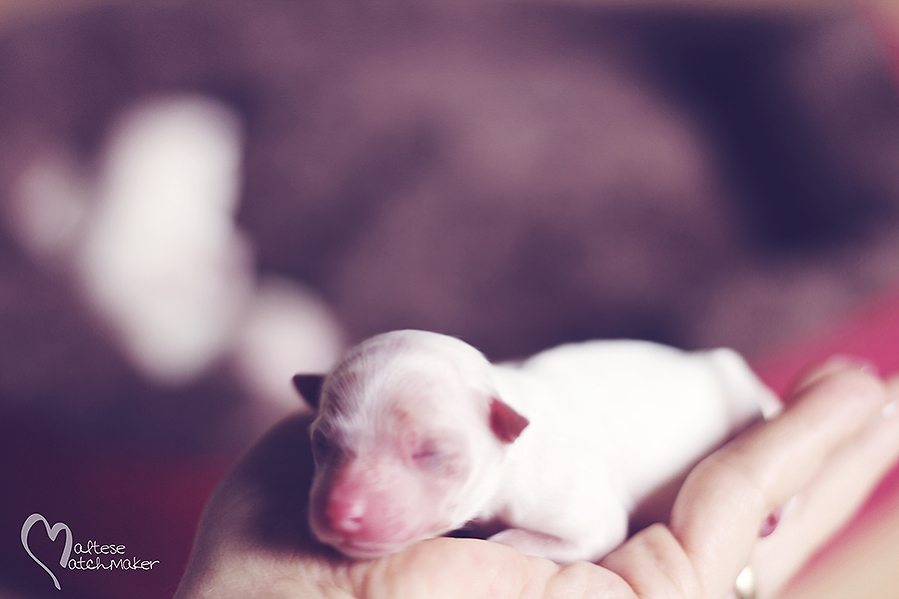 priscilla puppy born Nov