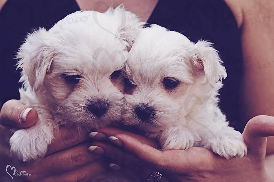 cute maltese males