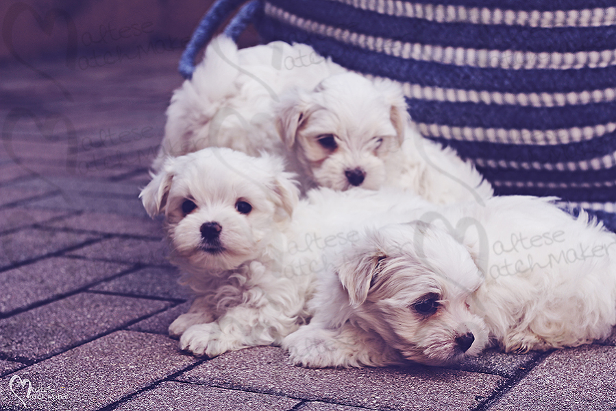 cute maltese puppies outside basket