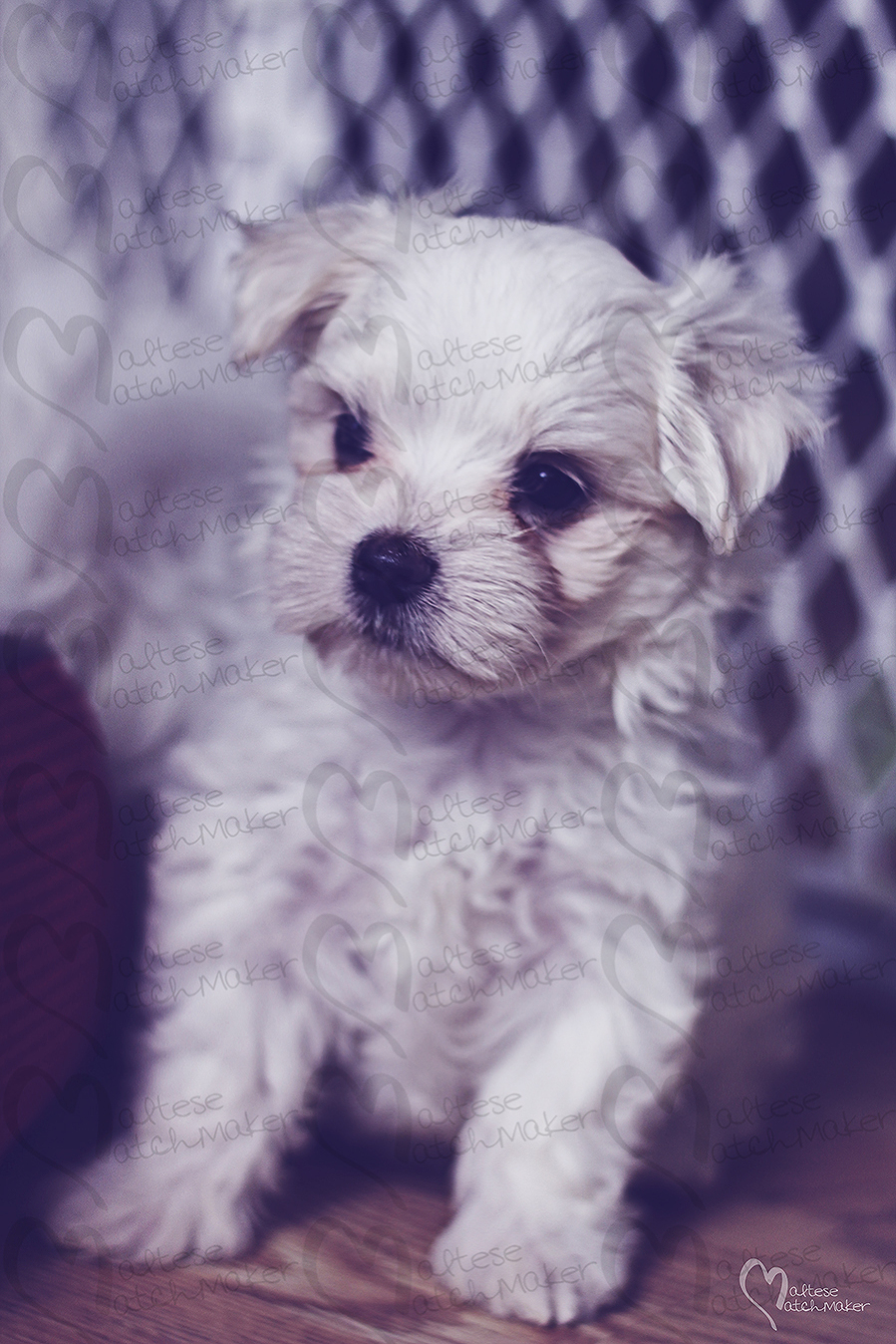 cute maltese puppy vertical Dec 2015