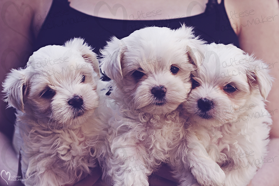 holding maltese puppies female 1