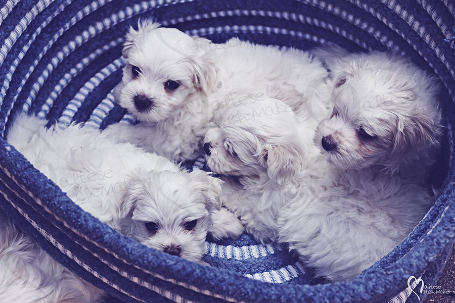 maltese puppies basket