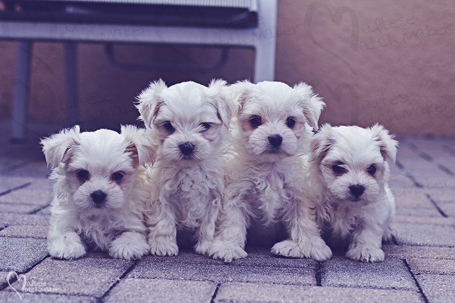 maltese puppies group female