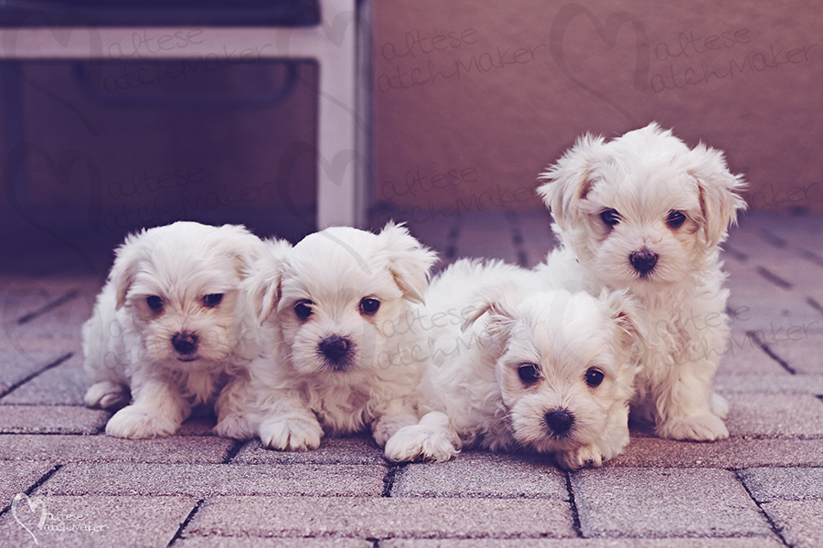 maltese puppies males maltesematchmaker