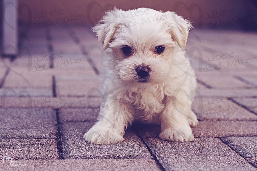 maltese tiny boy