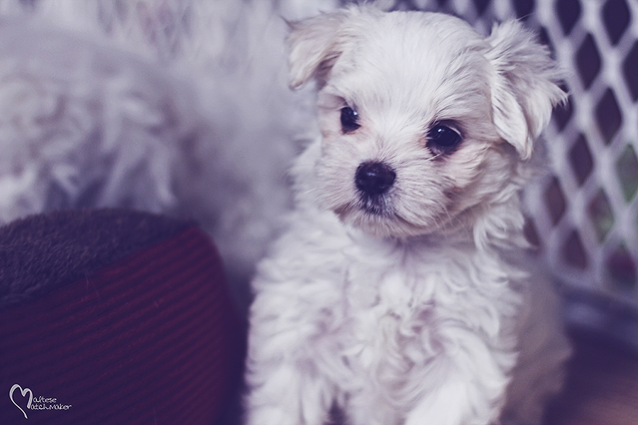 tiny female Dec 2015 maltesematchmaker