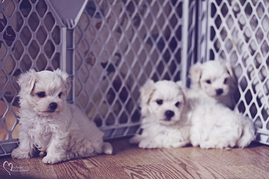 tiny female on left maltesematchmaker