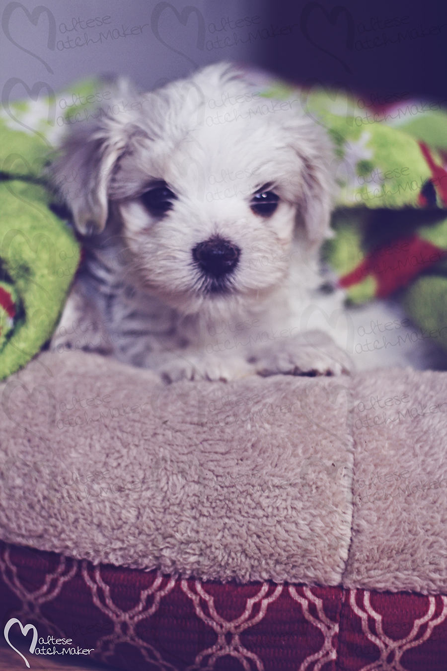 cute little male maltese christmas blankie