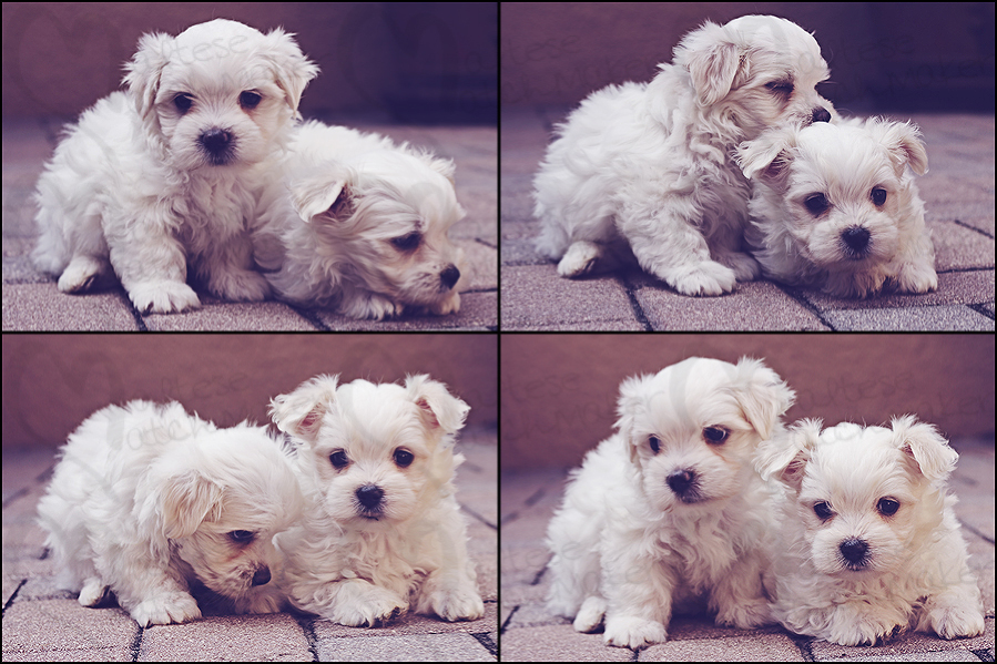 cute maltese males collage