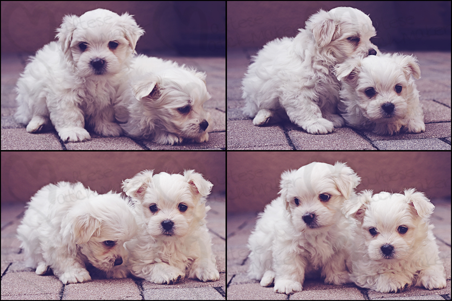 cute maltese males collage