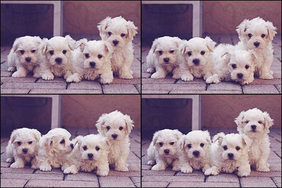 group of cute little maltese puppies mm