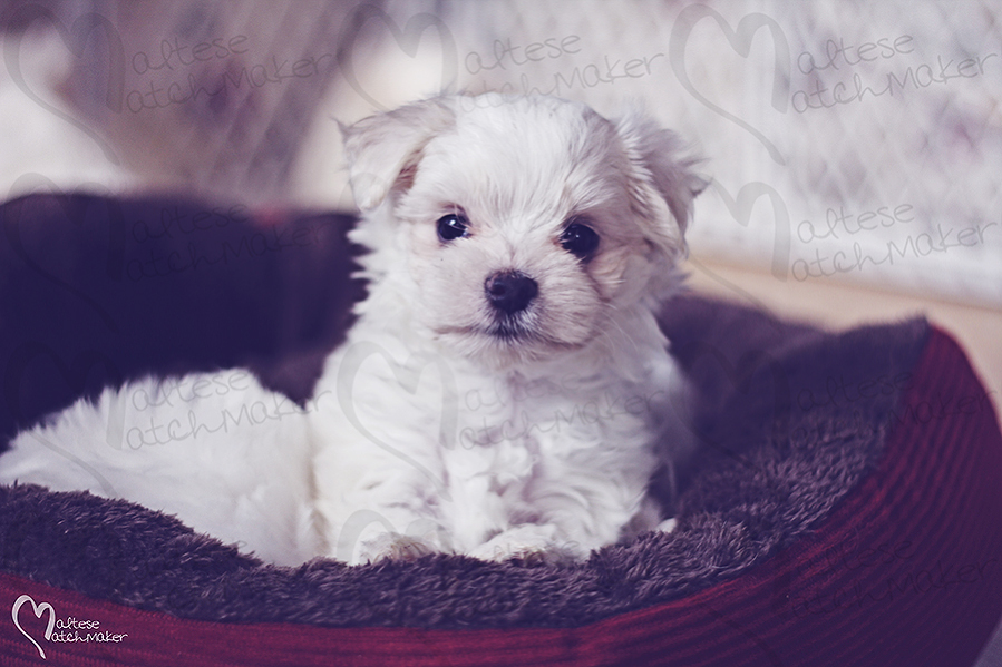 perfect little teacup maltese puppy maltesematchmaker resized