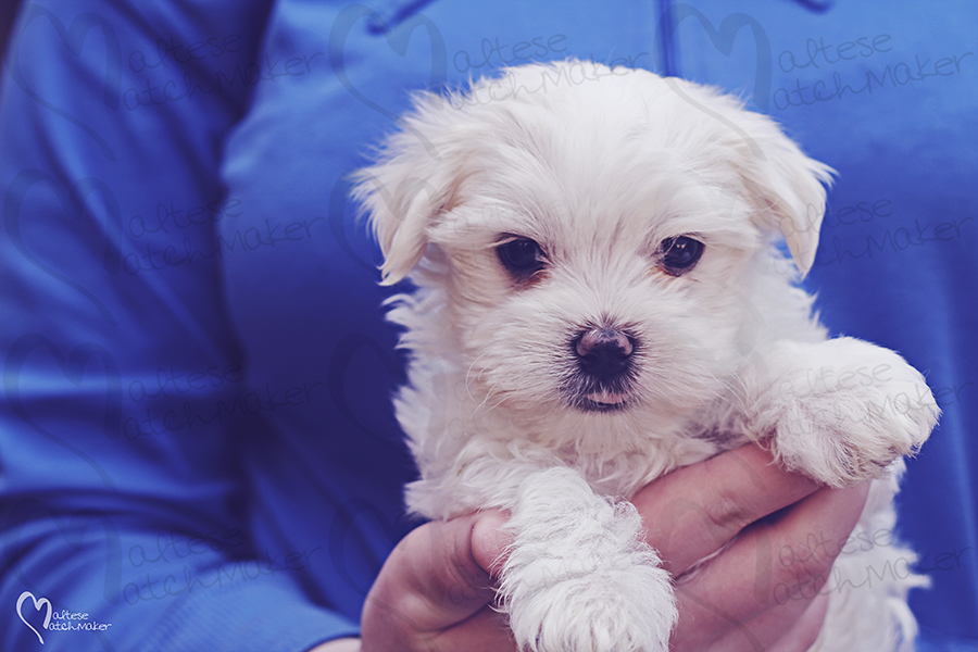 tiny male maltese puppy blue