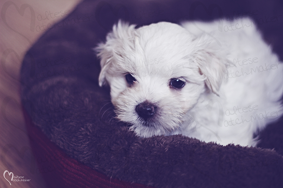 cute maltese male puppy reserved for Lisa