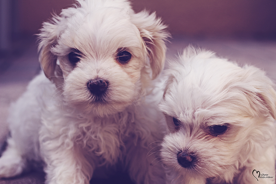 cute maltese siblings dec 2015