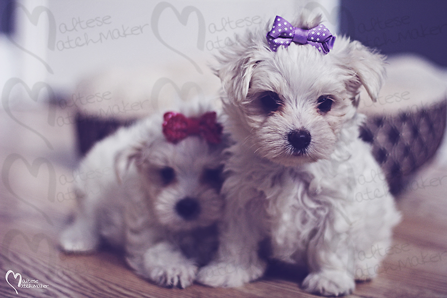 maltese female sisters together