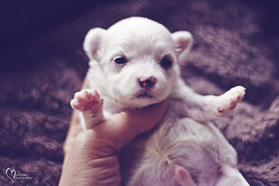 priscilla litter cute little puppy