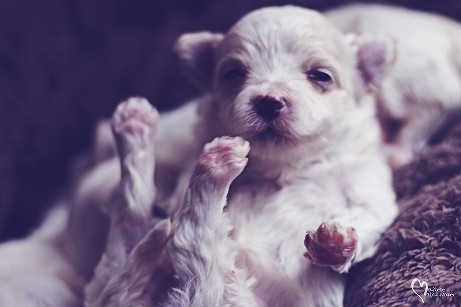 priscilla puppy feet up