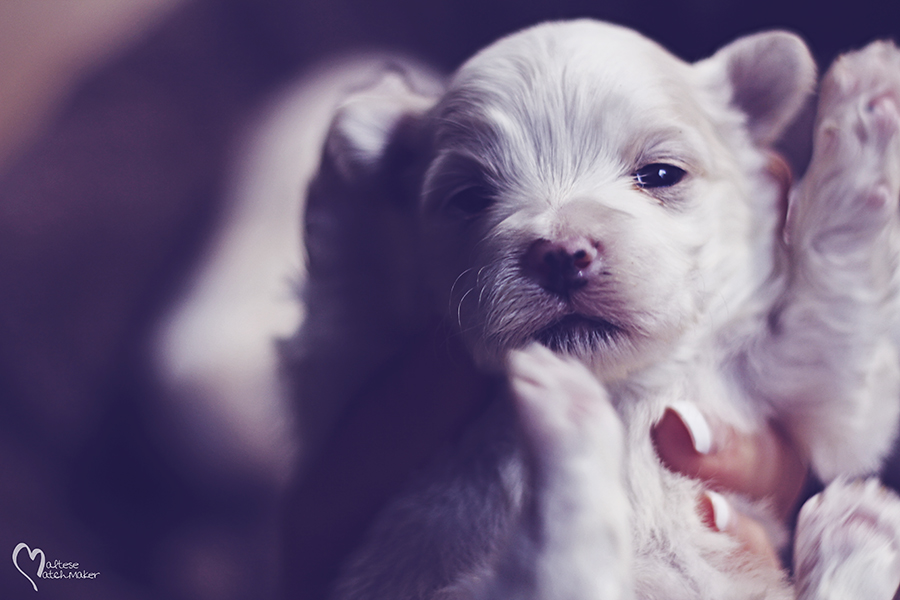 priscilla puppy litter