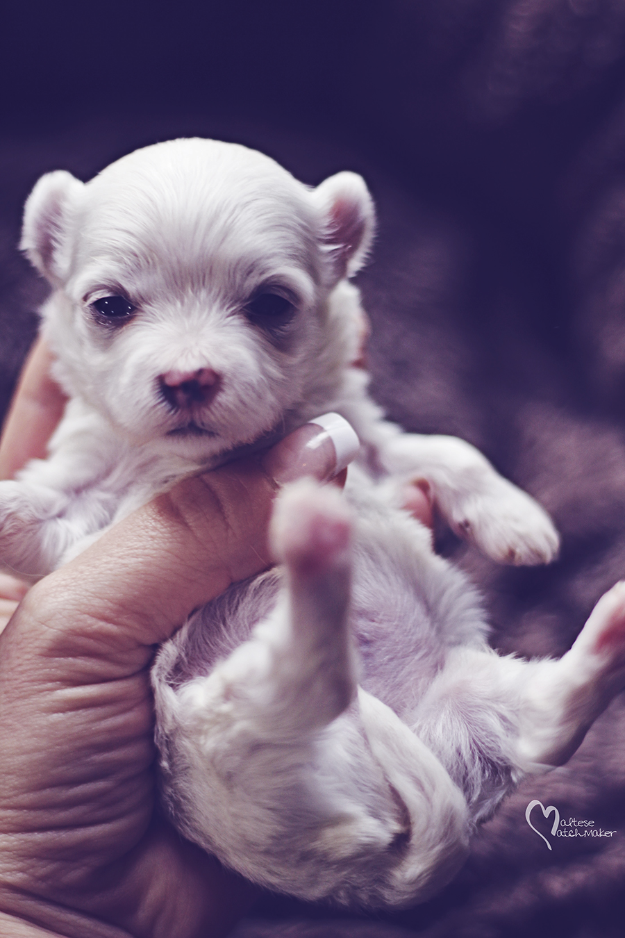 priscilla puppy male vertical