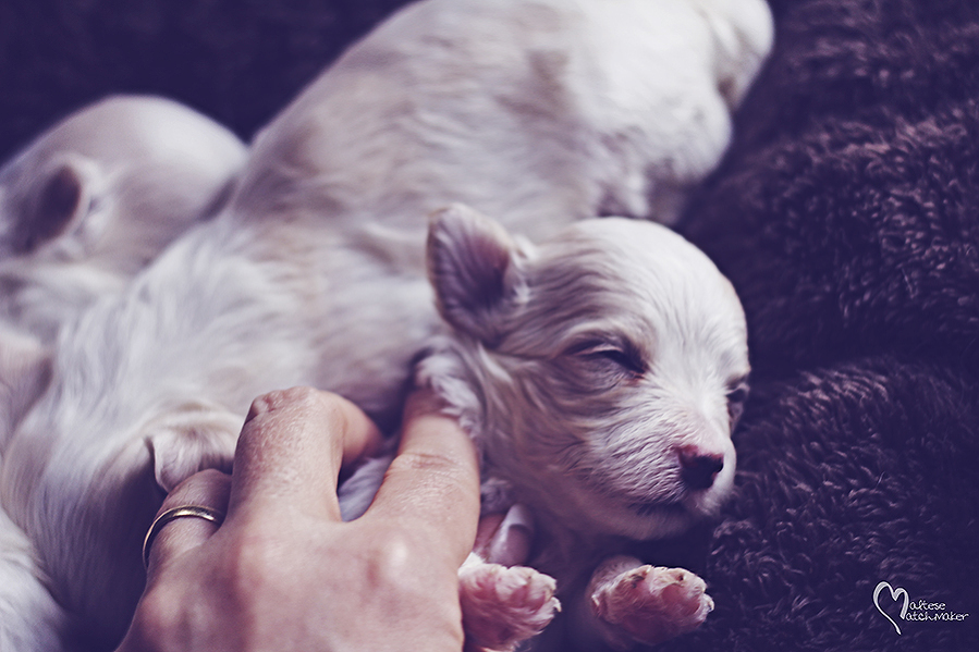 priscilla puppy sleeping