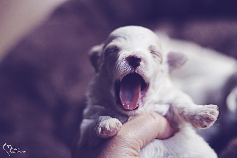 priscilla puppy yawn