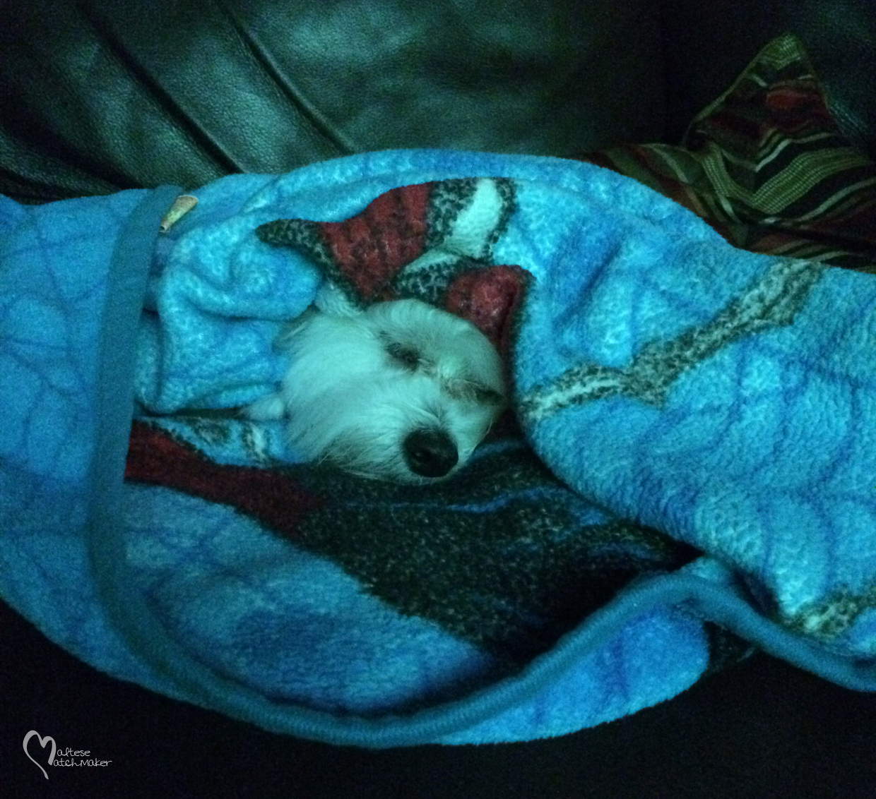 dexter IMG_0351 mm