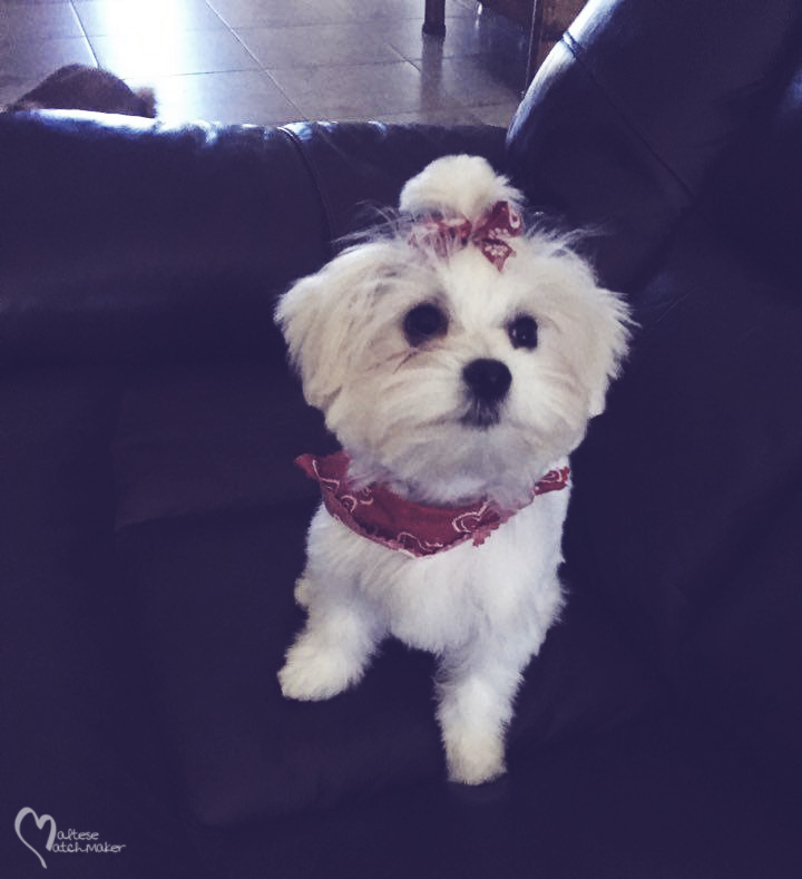 Lulu haircut mm