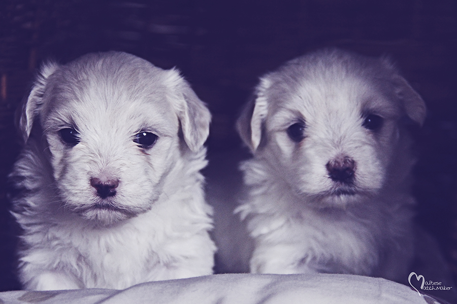 Lola puppy picture