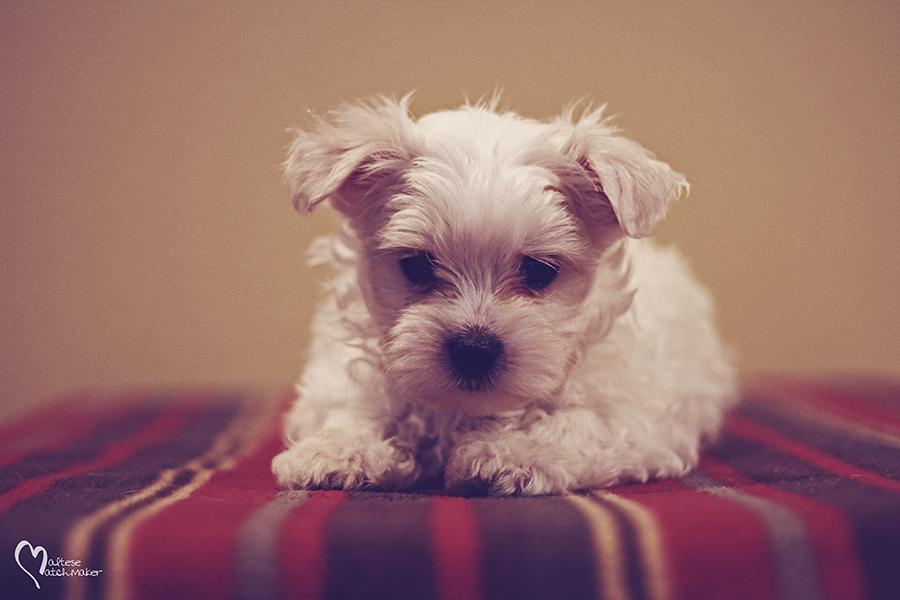 maltese male cute little cooper
