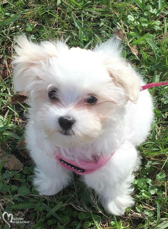 LuLu IMG_0252