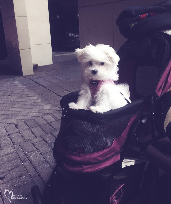 Lulu IMG_0251