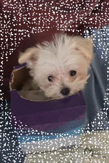 hobbes kleenex mm