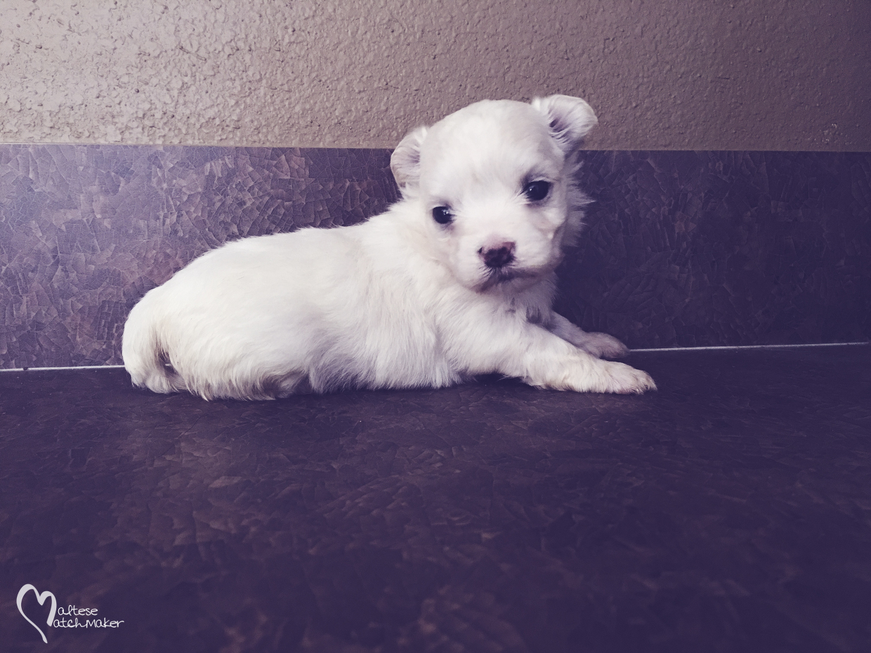 JoJo IMG_0431