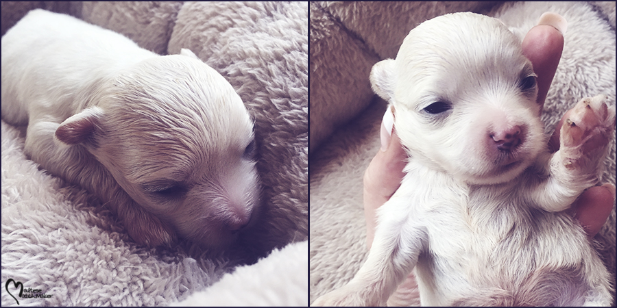 JoJo Maltese Puppy