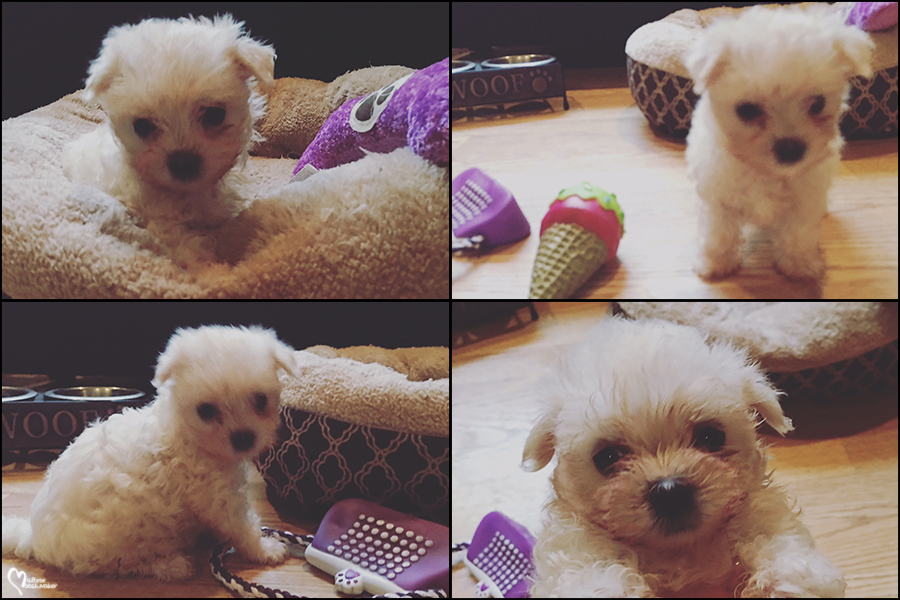 emily maltese baby collage